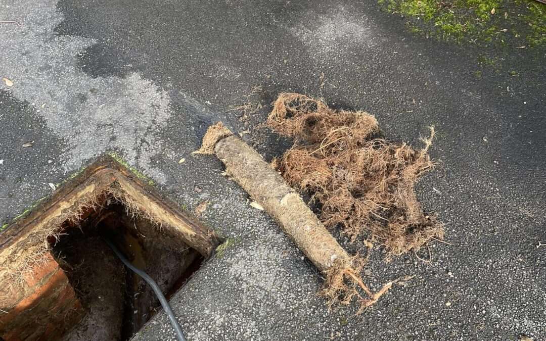 Why do you need a professional drain cleaning company?